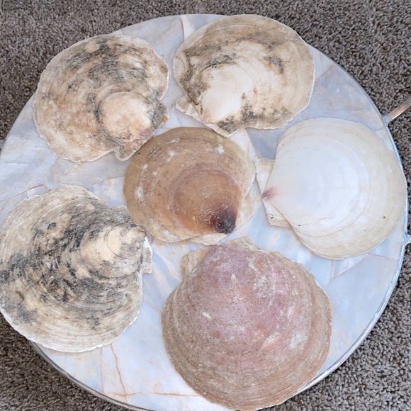 Shell Appetizer Plates, Salad Plates, Set of 6 - Picture 7 of 8